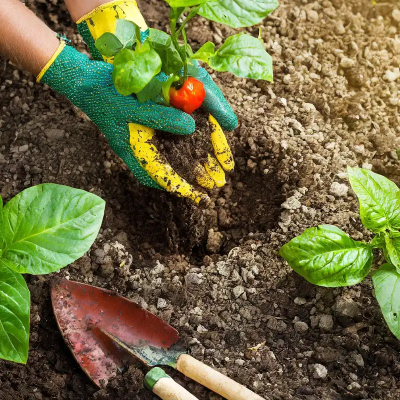 Plantenvoeding voor de gezondheid van je planten.