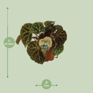 Begonia Rex Ferox – Ø17cm – 30cm
