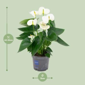Anthurium White – Ø12cm – 43cm