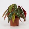 Begonia Blad Maculata ‘Wightii’ – Ø12cm – 20cm