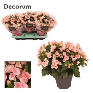Begonia Betulia”light” Licht Rose Decorum – Ø19cm – 35cm
