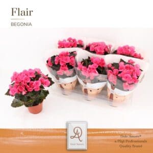 Begonia Adonia P14 Dolc’Amore® Flair – Ø14cm – 31cm