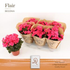 Begonia Adonia P14 Dolc’Amore® Kraft – Ø14cm – 31cm