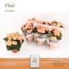 Begonia Hailey Sunset P14 Dolc’Amore® Flair – Ø14cm – 31cm