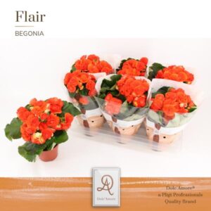 Begonia Reina P14 Dolc’Amore® Flair – Ø14cm – 31cm