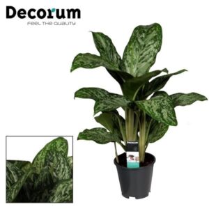 Aglaonema Greenlight (Decorum) – Ø17cm – 60cm
