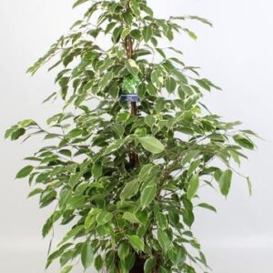 Ficus Benjamina Golden King 21 Cm – Ø21cm – 100cm