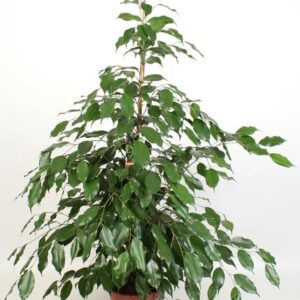 Ficus Benjamina Exotica 21 Cm – Ø21cm – 110cm