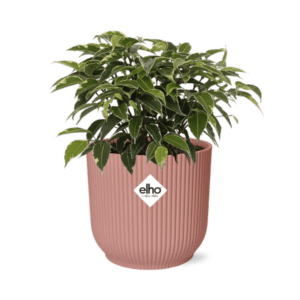 Ficus Benjamina Kinky in ELHO Vibes Fold 14cm roze