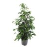Ficus benjamina Danielle – Ø21cm – 95cm