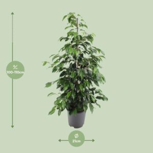 Ficus benjamina Danielle – Ø21cm – 95cm