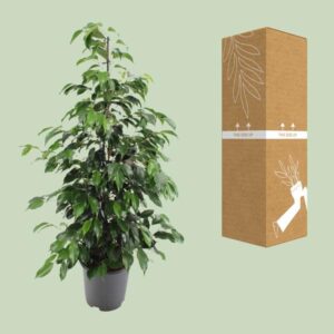 Ficus benjamina Danielle – Ø21cm – 95cm