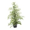 Ficus benjamina Twilight – Ø21cm – 95cm