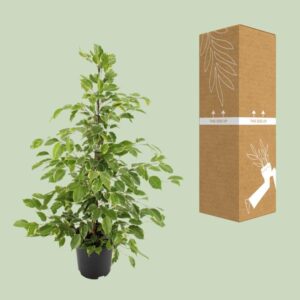 Ficus benjamina Goldenking – Ø21cm – 95cm