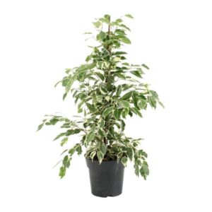 Ficus Benjamina Twilight – Ø17cm – 70cm