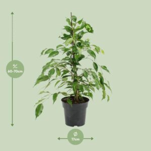 Ficus Benjamina Danita – Ø17cm – 70cm