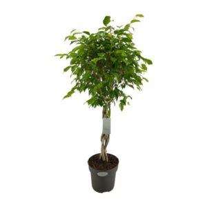 Ficus Benjamina Exotica – Ø24cm – 100cm