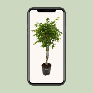Ficus Benjamina Exotica – Ø24cm – 100cm