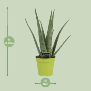 Aloe Vera – Ø15cm – 65cm