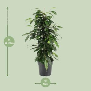 Ficus Benjamina Danielle – Ø17cm – 70cm