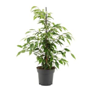 Ficus Benjamina Anastasia – Ø14cm – 55cm