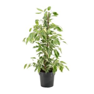 Ficus Benjamina Golden King – Ø17cm – 70cm