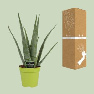 Aloe Vera – Ø15cm – 65cm