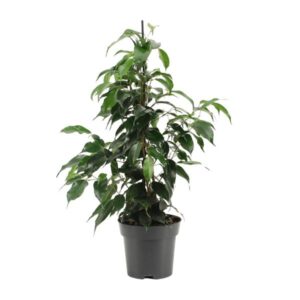 Ficus Benjamina Danielle – Ø14cm – 55cm