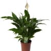 Spathiphyllum ‘Sweet Chico’ – Ø17cm – 60cm