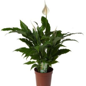Spathiphyllum ‘Sweet Chico’ – Ø17cm – 60cm