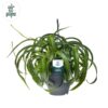 Chlorophytum Com’ Green Bonnie’ Air So Pure® – Ø19cm – 60cm