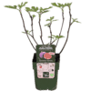 Ficus Gustissimo Perretta - Ø13 - ↨45cm