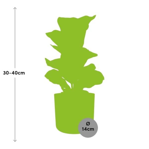 Ficus Lyrata ‘Bambino’ in ELHO b.for soft rond 14cm brique