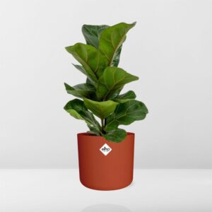 Ficus Lyrata ‘Bambino’ in ELHO b.for soft rond 14cm brique
