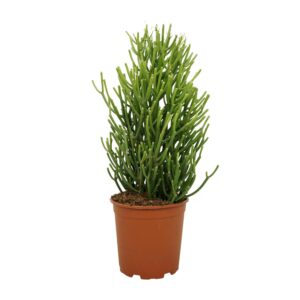 Euphorbia Tirucalli - Ø21cm - ↕60cm