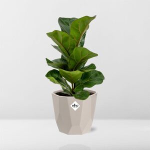 Ficus Lyrata ‘Bambino’ in ELHO b.for rock 14 cm warm grey