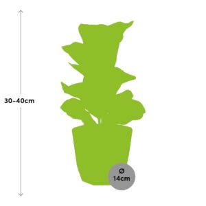 Ficus Lyrata ‘Bambino’ in 14cm b.for rock living black
