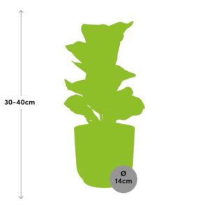 Ficus Lyrata ‘Bambino’ in ELHO Vibes Fold 14cm geel