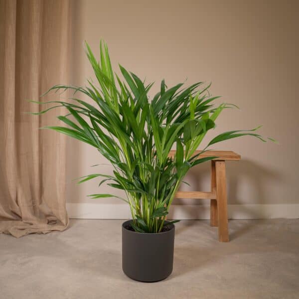 Dypsis Lutescens – Ø17 – ↨60cm