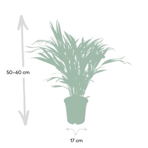 Dypsis Lutescens – Ø17 – ↨60cm