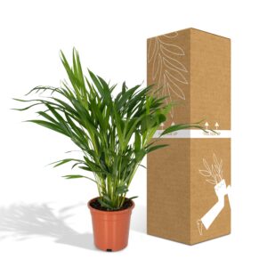 Dypsis Lutescens – Ø17 – ↨60cm