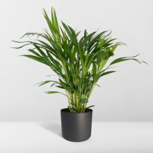 Dypsis Lutescens – Ø17 – ↨60cm