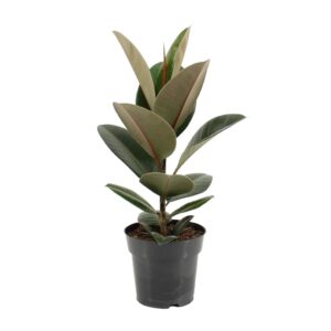 Ficus Elastica Robusta – Ø17cm – 55cm