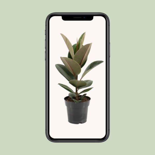 Ficus Elastica Robusta – Ø17cm – 55cm