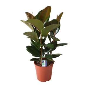 Ficus Elastica Robusta – Ø27cm – 80cm