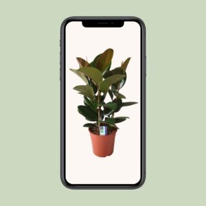 Ficus Elastica Robusta – Ø27cm – 80cm