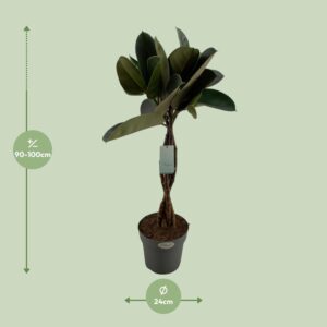 Ficus Elastica Burgundy – Ø24cm – 100cm