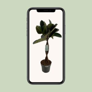 Ficus Elastica Burgundy – Ø24cm – 100cm