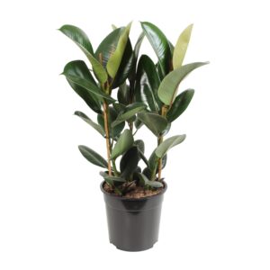 Ficus Elastica Robusta – Ø27cm – 85cm
