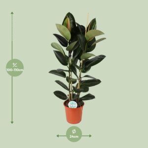 Ficus Elastica Robusta – Ø24cm – 110cm